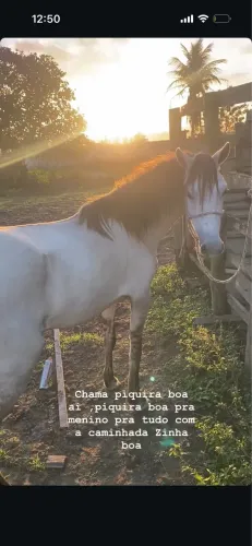 Duas égua pequenas