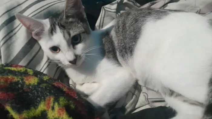 Gata para adoção