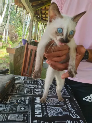 Doação de gata