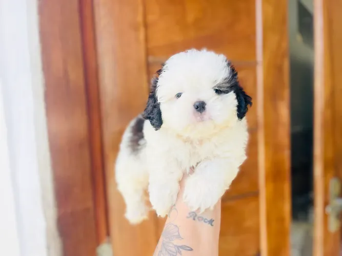 Mini shih tzu macho lindo