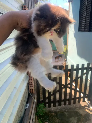 Gato persa fêmea Porto Velho