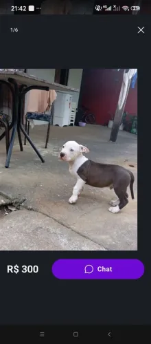 Pitbull 