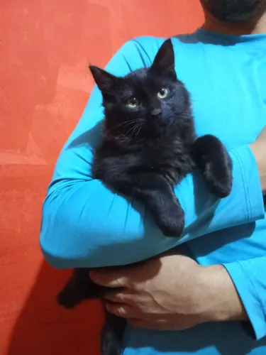 Gato 