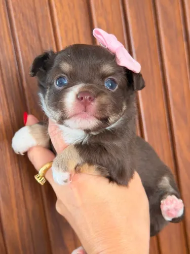 Chihuahua princesinha branca e chocolate perfeita