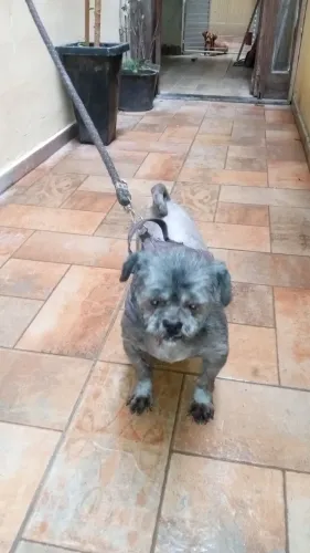 Cachorro Shitzu