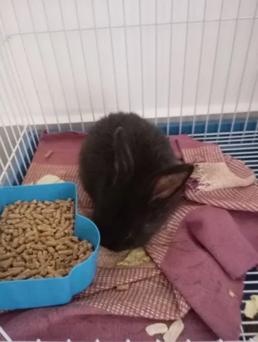 Vende-se coelho+gaiola é ração