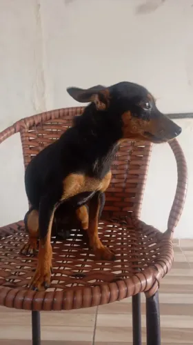 Pincher