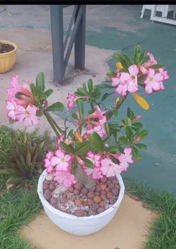 Rosa do deserto