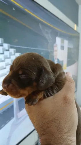 Teckel salsichinha muito top
