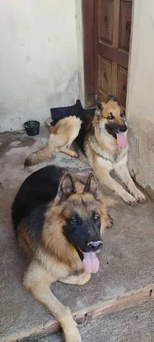 Pastor alemão capa preta