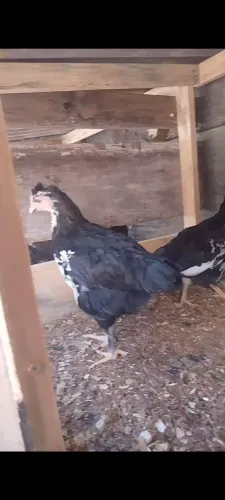 1 macho 2 duas fêmeas de frangos de GSB