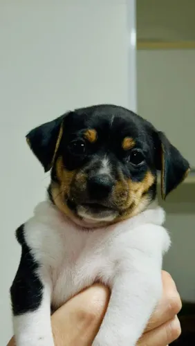 Vendo filhote de Fox Paulistinha macho