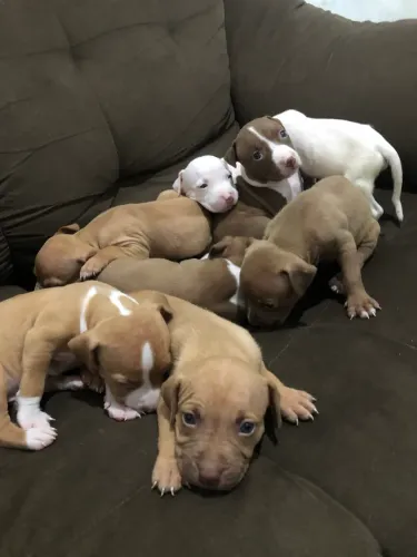 Pitbull Monster