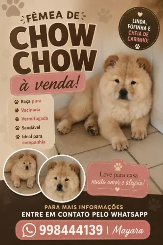 Fêmea de Chow Chow a venda