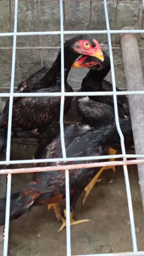 Pintos da raça Mura com 2 meses valor individual r$ 60 tanto macho como fêmea