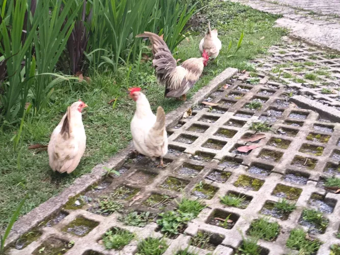 Galinhas nagazak