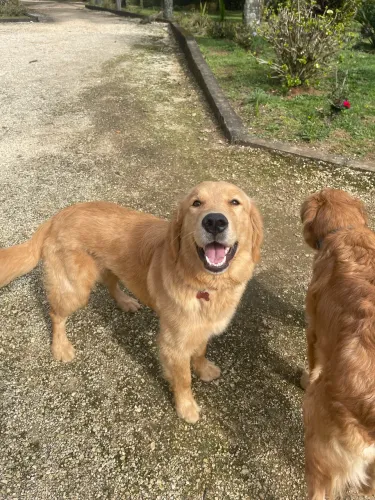 Golden Retriever Fêmea