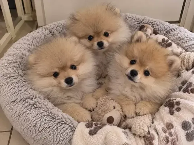 Baby fofo e dócil Spitz Alemão/ Lulu da Pomerânia/ anão/ anãozinho
