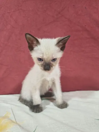 Gatinhos filhotes