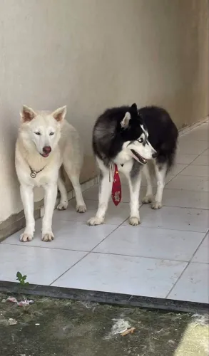 Husky siberiano 