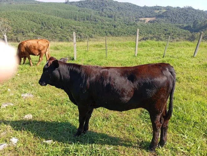 Vende se terneiro desmamando.