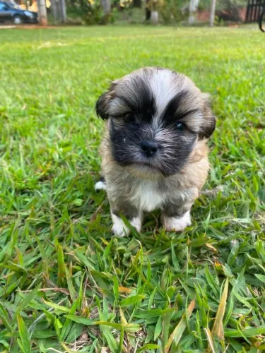 Filhotes Lhasa Apso Macho