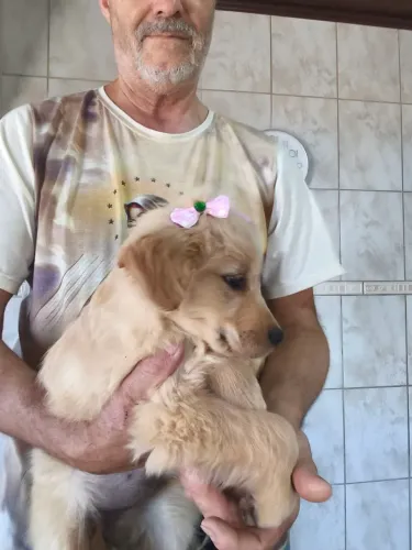 Fêmea Golden Retriever
