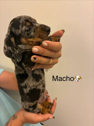 Vende-se filhotes de dachshund (salsicha)