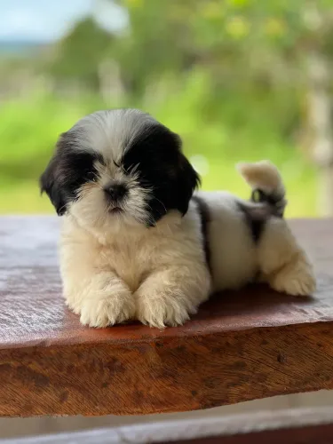 SHITSZU MINI CANIL BARÃO NORDESTINO 