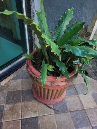 Planta