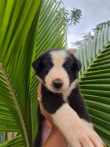 Vendo Border Collie com 60 dias