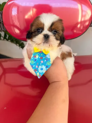 Lindo Machinho de Shihtzu Padrão Europeu! Império Royal