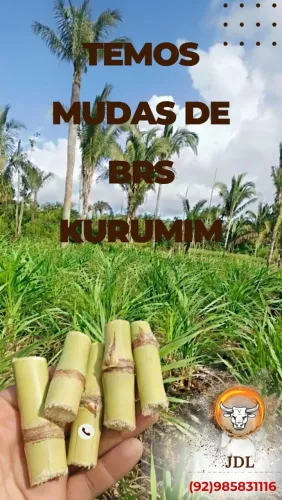 Capim BRS KURUMIM