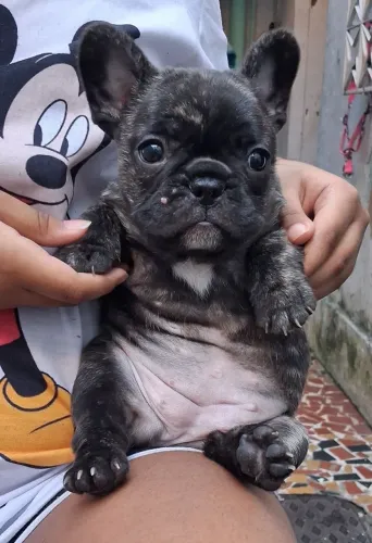 Bulldog francês fêmea