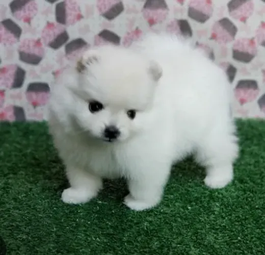 Fêmea Lulu da Pomerânia/ pedigree cbkc 