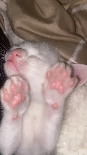 gatinha 