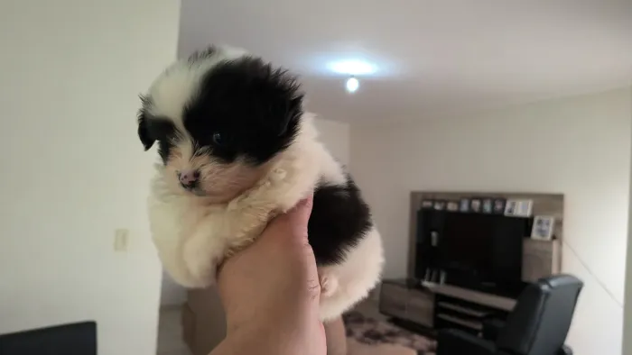 Lindo machinho de (  lulu com shis tzu) pronta entrega 