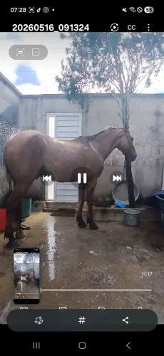 Cavalo