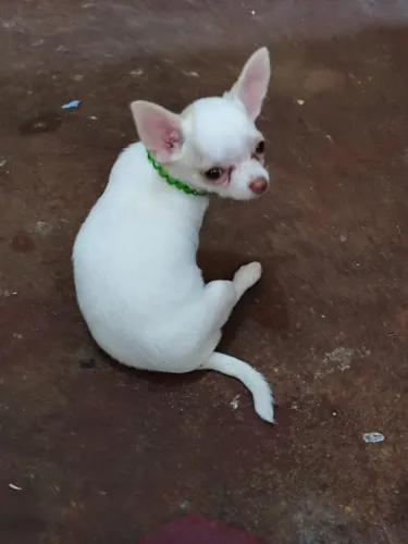 Filhotes de chiuaua branco e bege pelo curto