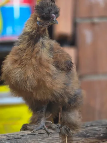 Franguinhos sedosa Japão