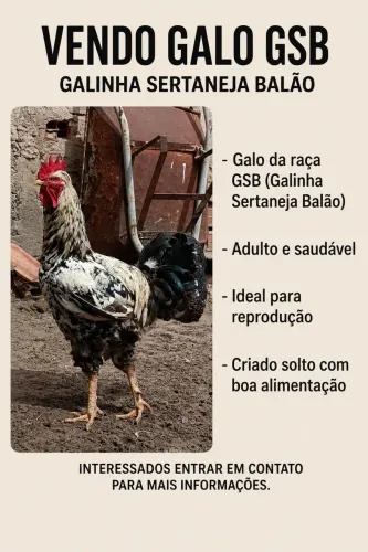 GALO GSB MOTTLED À VENDA