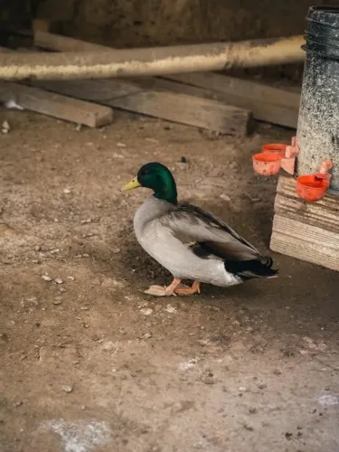Mini marreco