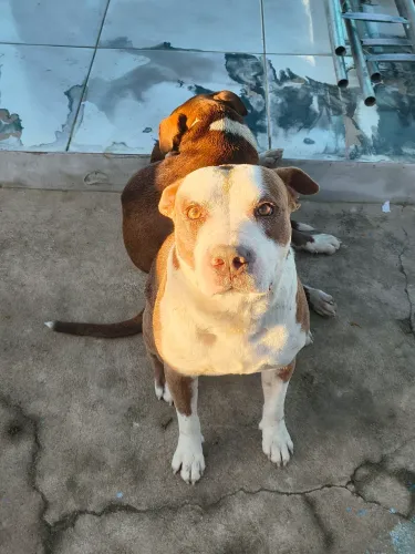 Doa-se Pitbull
