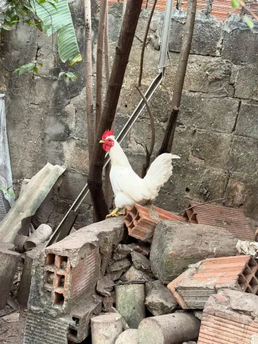 Galos garnisé e caipira 