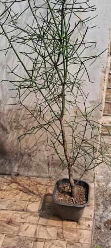 Plantas aveloz