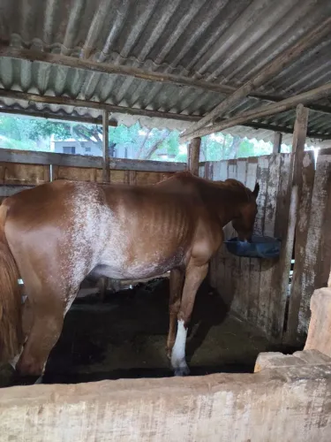 Mangalarga Paulista pisador! Cavalo manso porém quente 8 anos limpo de defeito castrado 