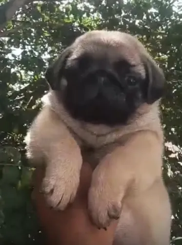 Pug - Amoroso, brincalhão e companheiro de todas as horas