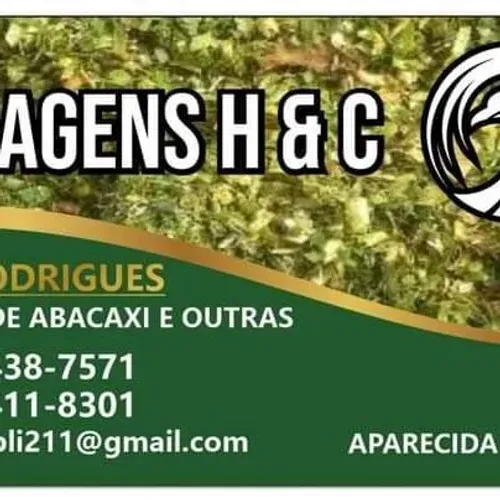 Silagem de milho verde 