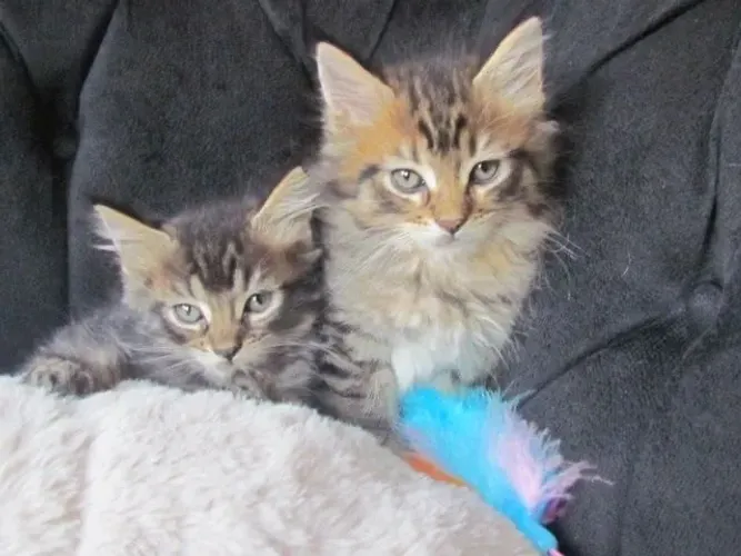 Filhotes de Maine Coon disponíveis - Qualidade, saúde e beleza garantidas!