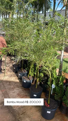 Mudas de Bambu Mossô 1,70 a 2 metros 